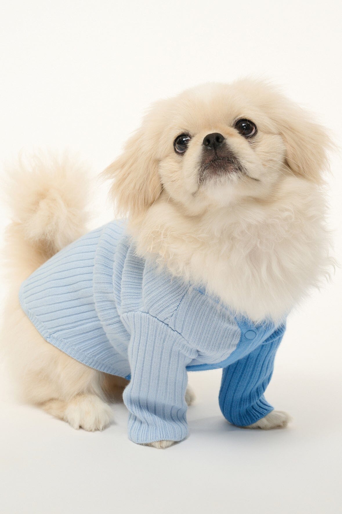 PET SHOKO SWEATER | PERIWINKLE MULTI – STAUD