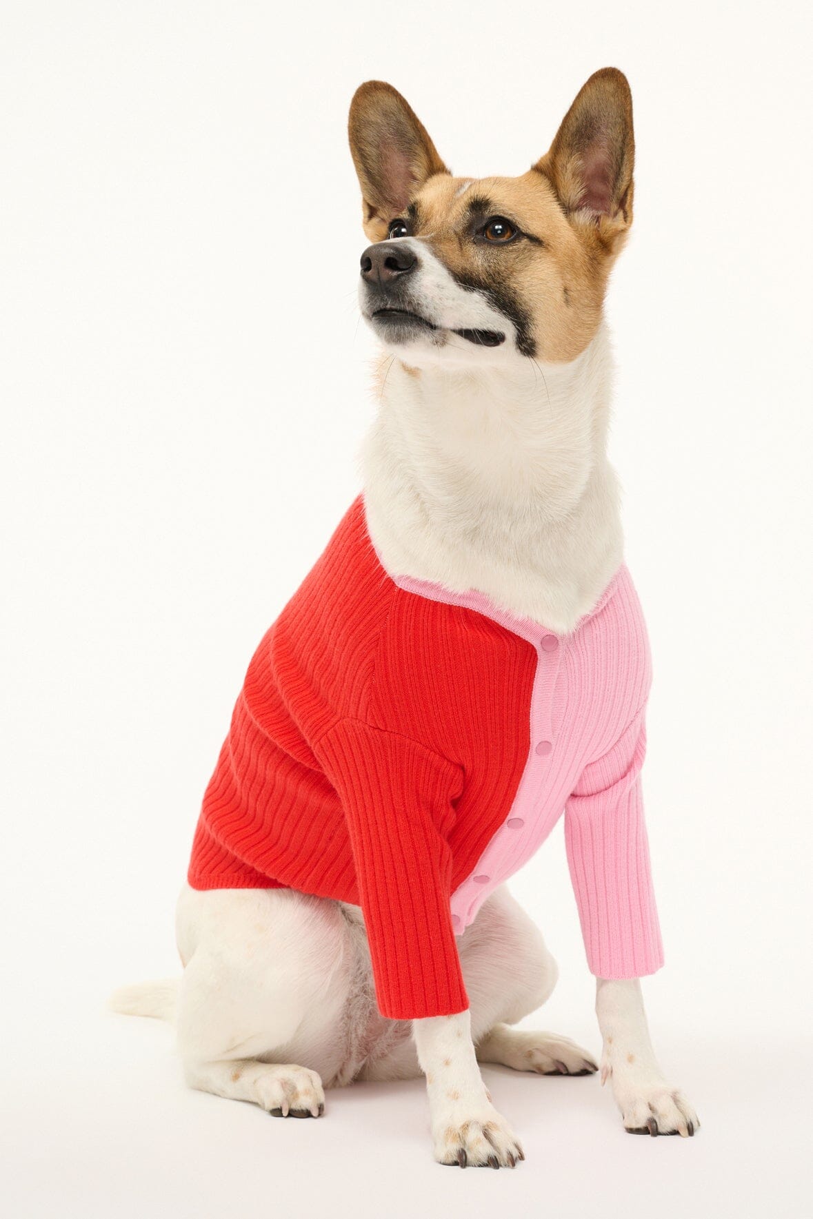 PET SHOKO SWEATER POPPY ROSEBUD