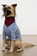PET WINSTON SWEATER | POWDER BLUE MULTI