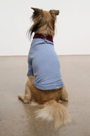 PET WINSTON SWEATER | POWDER BLUE MULTI