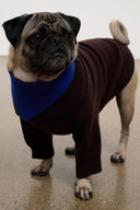 PET WINSTON SWEATER | EARTH MULTI